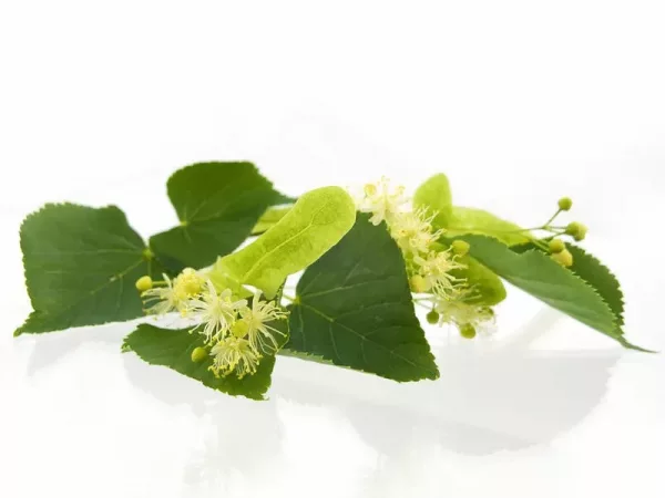 Tea Tree & Peppermint - Argan Solid Shampoo Loaf - Image 3