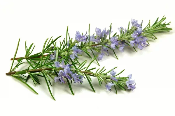 Lavender & Rosemary - Argan Solid Shampoo Loaf - Image 3