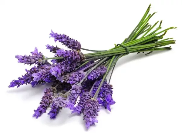 Lavender & Rosemary - Argan Solid Shampoo Loaf - Image 2