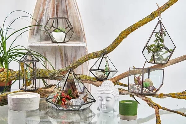 Glass Terrarium - Large Pentagon - Image 4