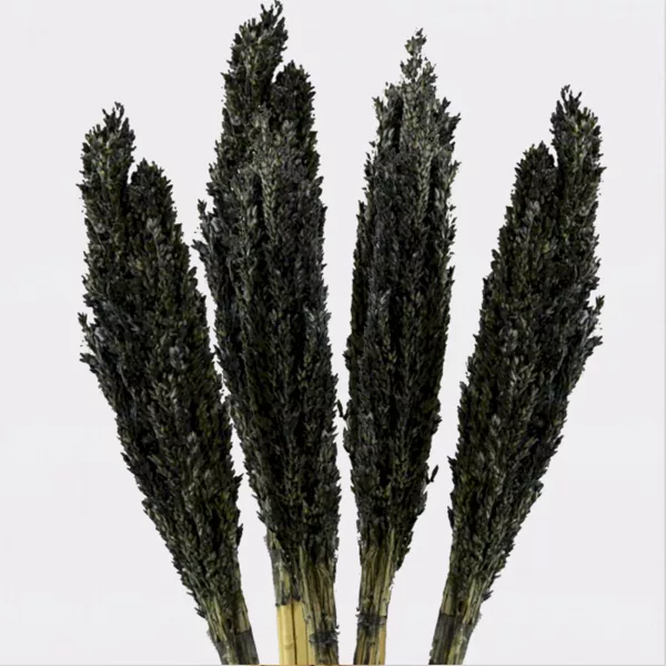 Cantal Grass Bunch - Black - Image 2