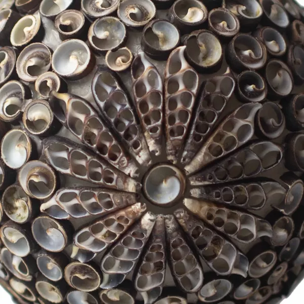 Boho Sea Shell Lamp - Chocolate Twist Oval - 15cm - Image 2