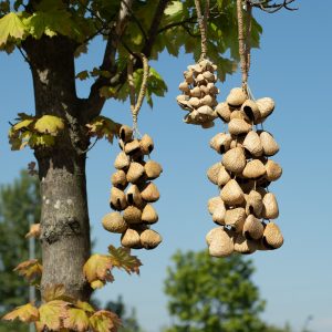 Large Pangi Seed Shell - Natural Nut Shaker (50 Shells)