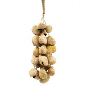 Medium Pangi Seed Shell - Natural Nut Shaker (30 Shells)
