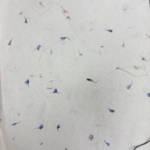 Lokta Craft & Wrapping Paper 51x76cm – Cornflower Petal