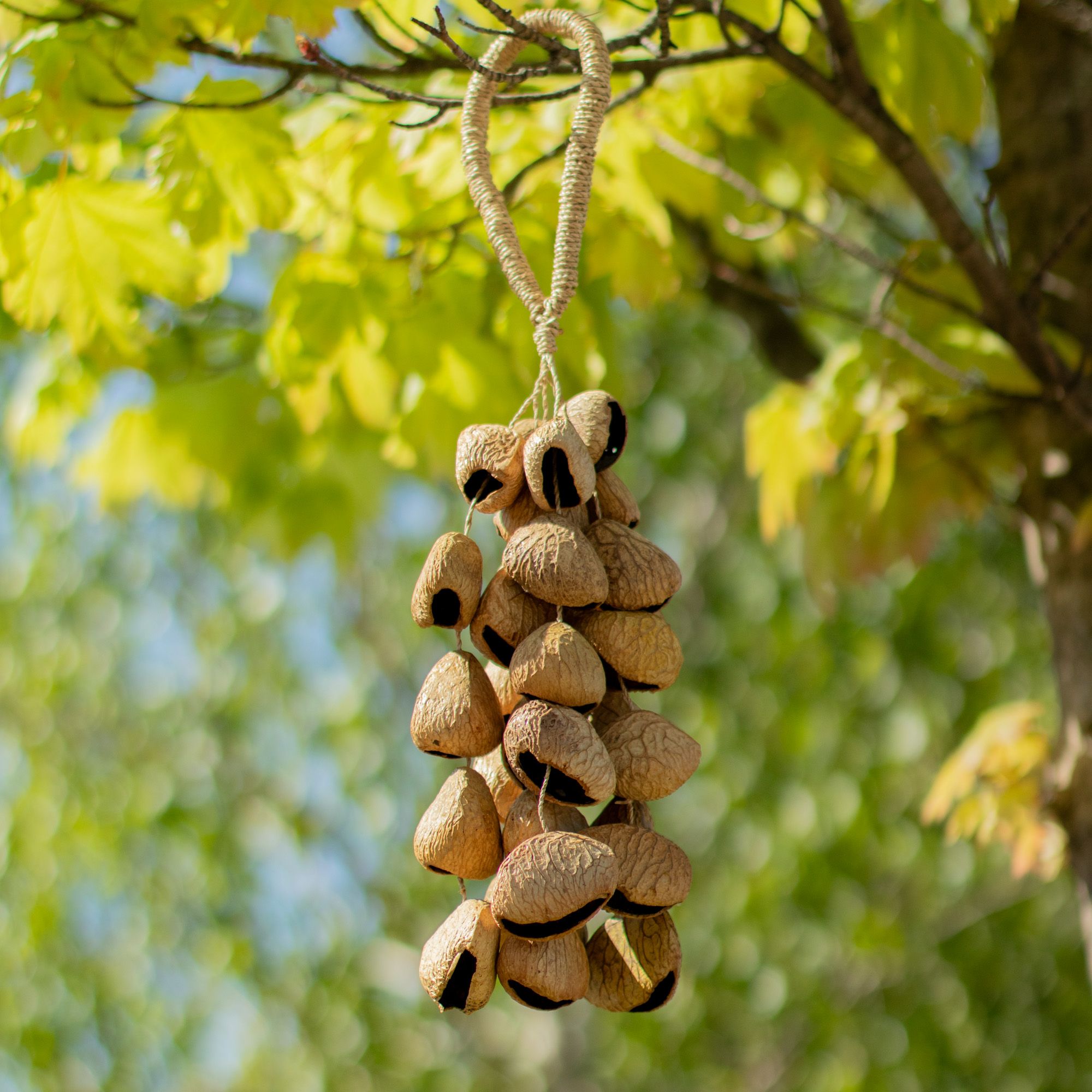 Kenari Shell Long Rattle (50 Shells) - Image 6