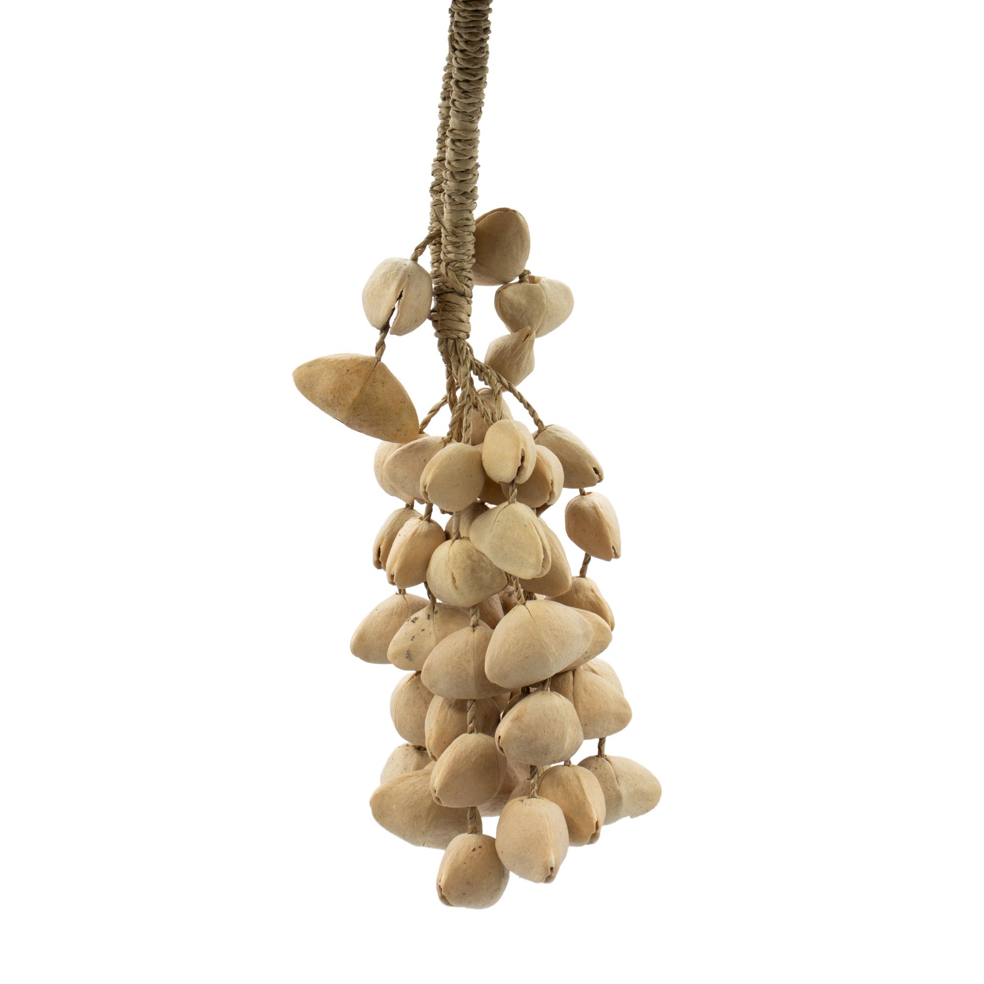 Kenari Shell Long Rattle (50 Shells) - Image 2