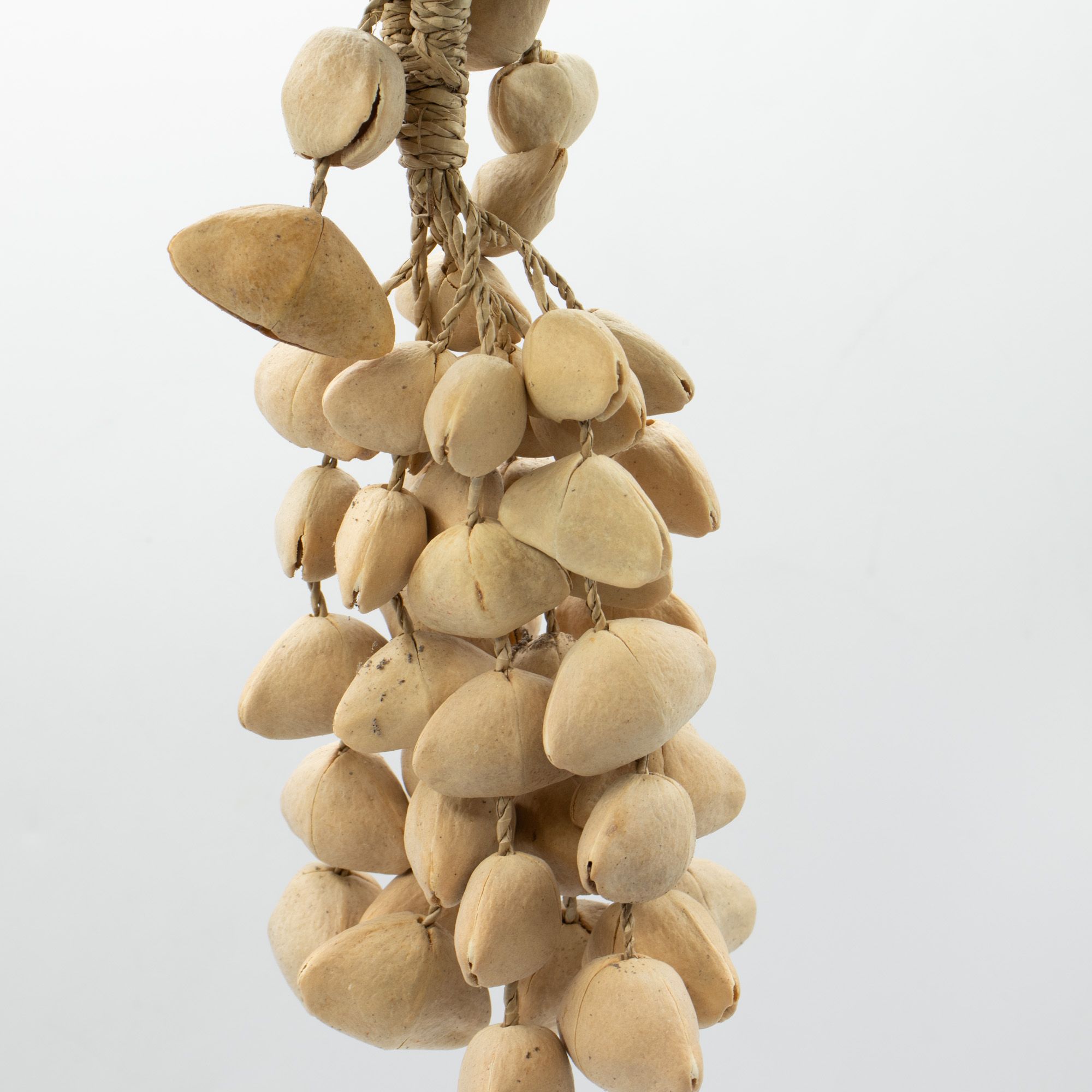 Kenari Shell Long Rattle (50 Shells) - Image 3