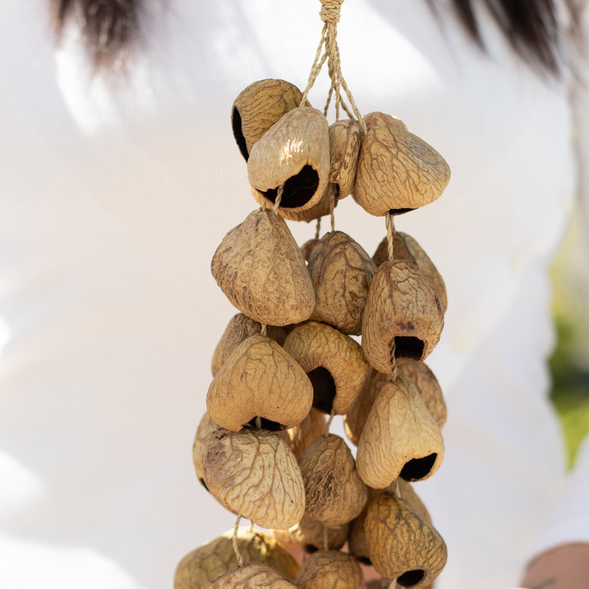 Kenari Shell Long Rattle (50 Shells) - Image 5
